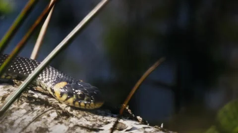 Common Grass Snakes, Natrix natrix, Basking on a Spring Day Video stock 316300340
