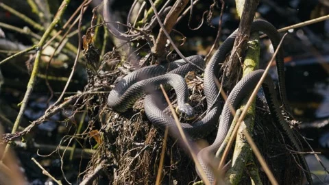 Common Grass Snakes, Natrix natrix, Basking on a Spring Day Stock Footage 316302357
