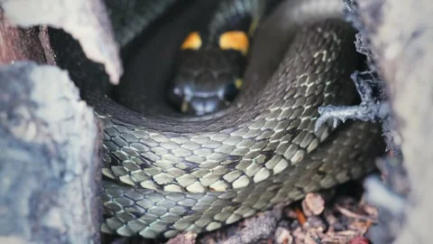 Common Grass Snakes, Natrix natrix, Basking on a Spring Day Stock Footage 316302435
