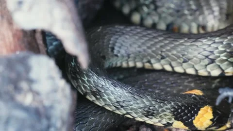 Common Grass Snakes, Natrix natrix, Basking on a Spring Day Stock Footage 316302915