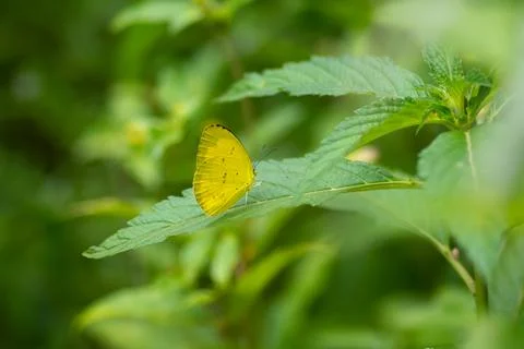 Common Grass Yellow resting on a leaf Stock Photos
