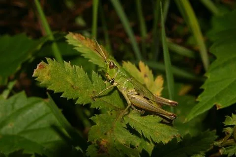 Common grasshopper (chorthippus parallelus) Stock Photos