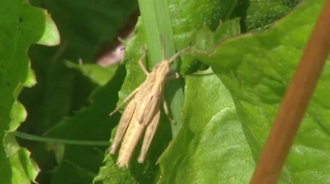 Common grasshopper on leaf Stock Footage 42006856