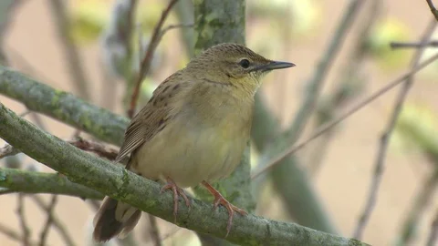 Common grasshopper warbler sitting in a willow bush Stock Footage 78711460
