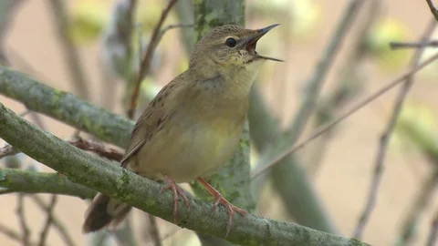 Common grasshopper warbler sitting in a willow bush, singing Stock Footage 78711461