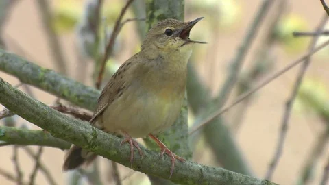Common grasshopper warbler sitting in a willow bush, singing Video stock 78711468