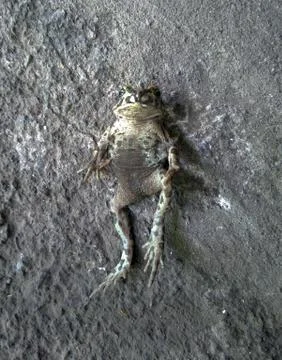 Common Gray Toad Stock Photos