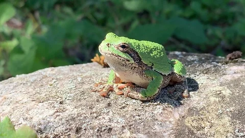 Common Gray Tree Frog (Hyla Versicolor) Stock Footage 115010891