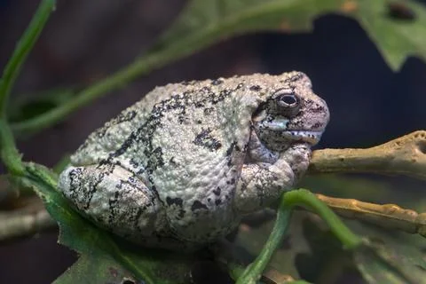 Common gray treefrog, Hyla versicolor Stock Photos