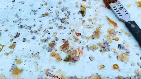 Common green bottle flies crawling over scattered fish scales and seafood scraps Stock Footage 340411851