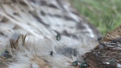 Common Green Bottle flies feeding and flying around a dead Tawny Owl. Stock Footage 133718924