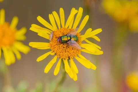 Common Green Bottle Fly: Exploring the World of Insect Diversity Stock Photos