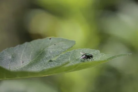 Common Green Bottle Fly on a Fig Leaf in a Jungle-like Environment Stock-Fotos