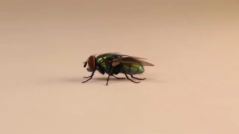 Common green bottle fly. Green fly isolated on white background. Blowfly Stock Footage 157939770