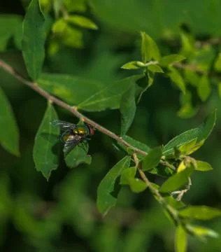 Common green bottle fly on a leaf Stock Photos