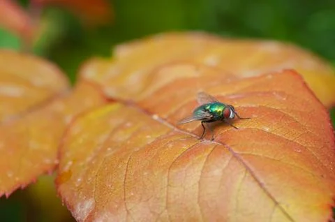 Common green bottle fly on a leaf Stock Photos