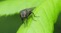 Common Green Bottle Fly (Lucilia sericata) 2 HD Footage
