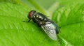 Common Green Bottle Fly (Lucilia sericata) 4 HD Footage