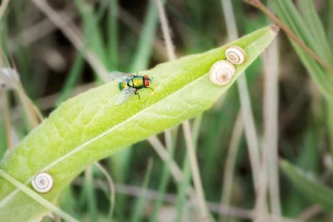 Common green bottle fly, Lucilia sericata, resting in a leaf near to some sna Stock Photos