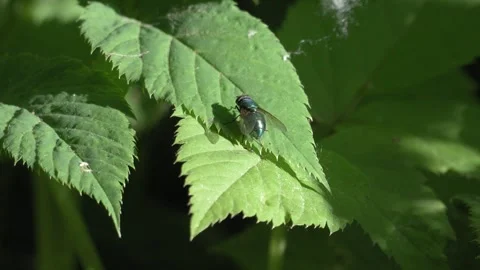Common Green Bottle Fly Resting on Green Leaf - 4K Macro Slow Motion Vídeos de archivo 335703091
