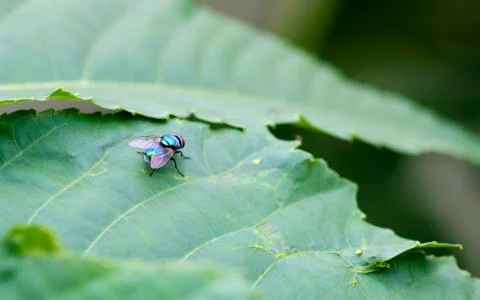 Common green bottle fly sitting on a leaf Stock Photos