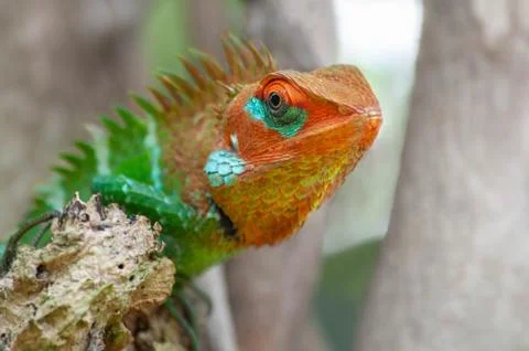 Common green forest Calotes lizard male in Sri Lanka close up Stock Photos