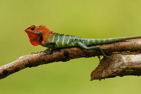 Common Green Forest Lizard - Calotes calotes, an agamid lizard found in the.. Stock Photos