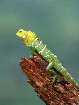 Common Green Forest Lizard (Calotes calotes), Yala National Park Sri Lanka Stock Photos