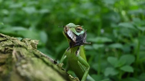 A Common green forest lizard is chewing a dead beetle and reveals its mouth Video stock 229373640
