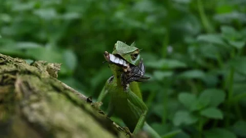 A Common green forest lizard with a crushed dead body of a beetle Video stock 229374043