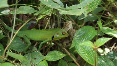 A common green forest lizard eating a Miconia Crenata plant fruit in the wild Video stock 173532308