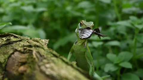 A Common green forest lizard is eating a dead beetle 스톡 동영상 229373009