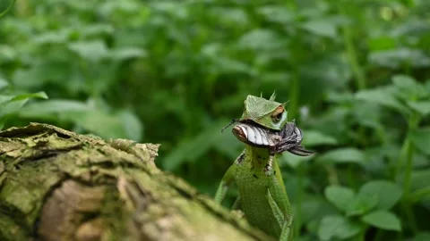 A Common green forest lizard eating a dead beetle from head side Video stock 229373389