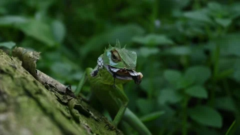 A Common green forest lizard with a ready to swallow dead beetle on the mouth Video stock 229372954