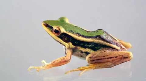 Common green frog Video stock 39666432