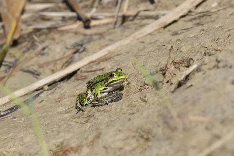 Common green frog.The frog is basking on the warm sand on the shore of the la Stock Photos