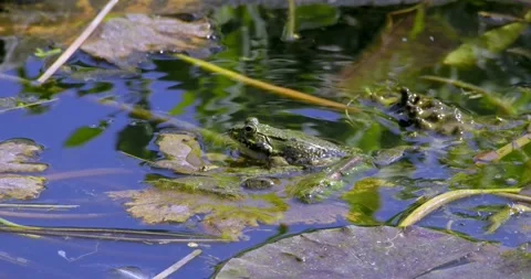 Common green frog with inflated vocal sacs during mating season Video stock 270038079