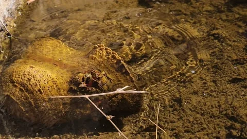Common Green frog jump and hide in water. frog swimming, amphibians, toad Stock Footage 141292383