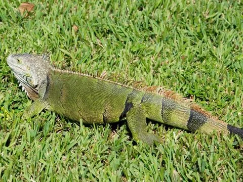 Common Green Iguana In Grass Stock-Fotos