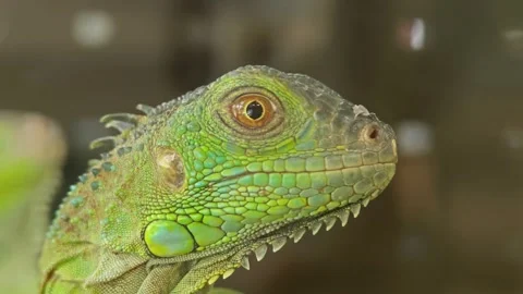 Common green iguana on tree branch. Stock Footage 307593116
