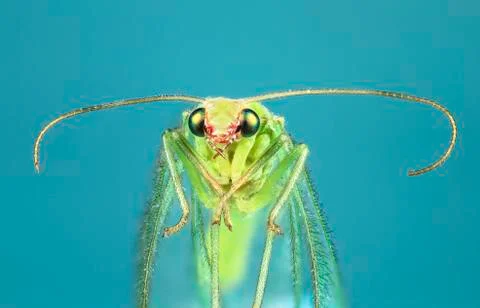 Common green lacewing up close Stock Photos