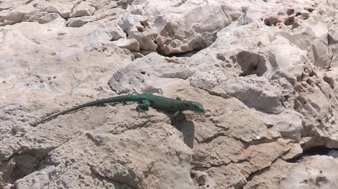 A common green lizard suddenly disappears Stock Footage 49765746