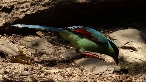 Common Green Magpie bathing 스톡 동영상 70794649