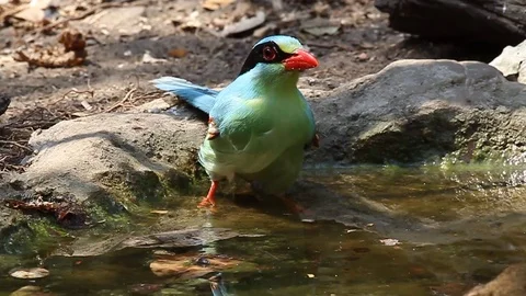 Common Green Magpie drinking 스톡 동영상 70795404