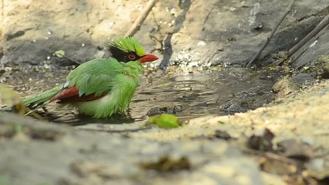 Common green magpie In the dry season they will eat and bathe in small ponds Stock Footage