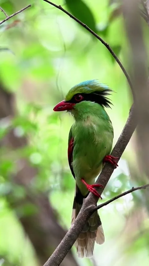Common green magpie perched on a branch in the forest Stock Footage 335049810