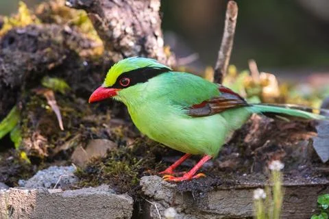 Common green magpie Stock Photos