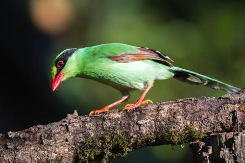 Common green magpie Stock Photos