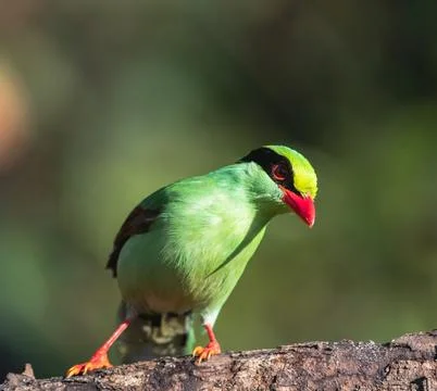 Common green magpie Stock Photos