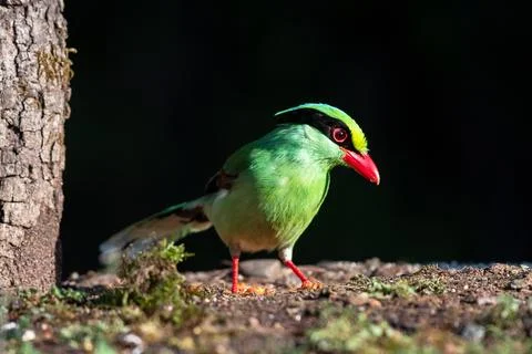 Common green magpie Stock Photos